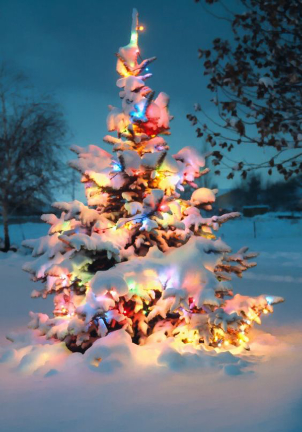 10 Outdoor Christmas Tree Decoration Ideas