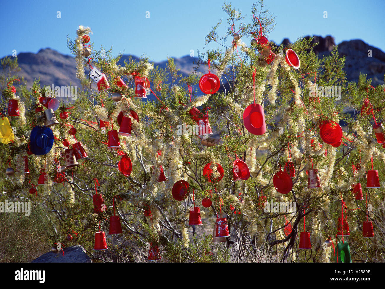 Christmas Tree in Arizona