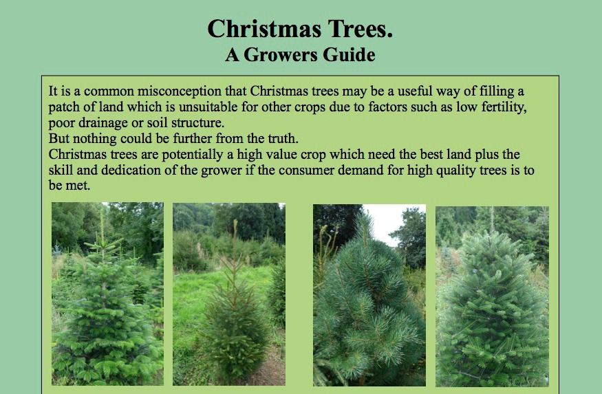 Christmas Tree Planting Guide