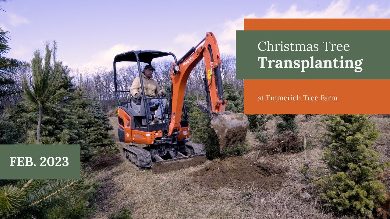 Christmas Tree Transplanting Tips