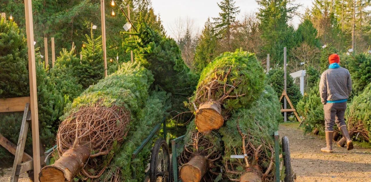 Hendersonville, NC, Best Christmas Tree Farms