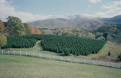 High Country Christmas Trees for Sale