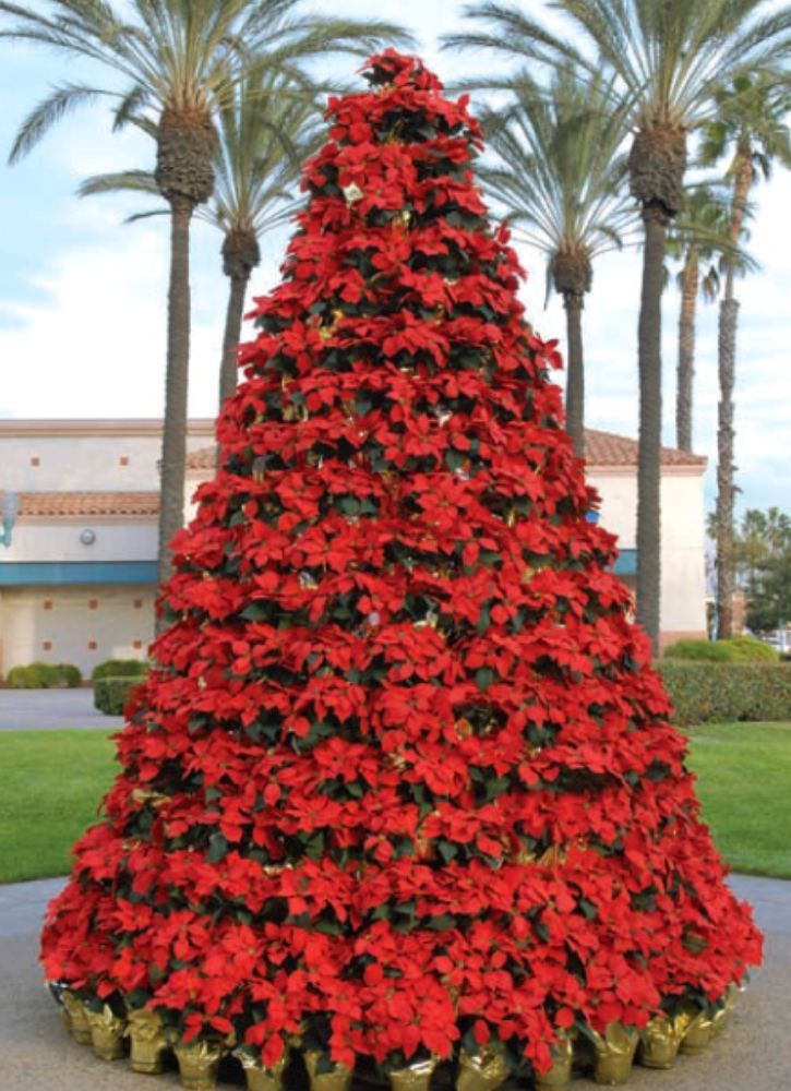 Pink Poinsettia Tree Ideas