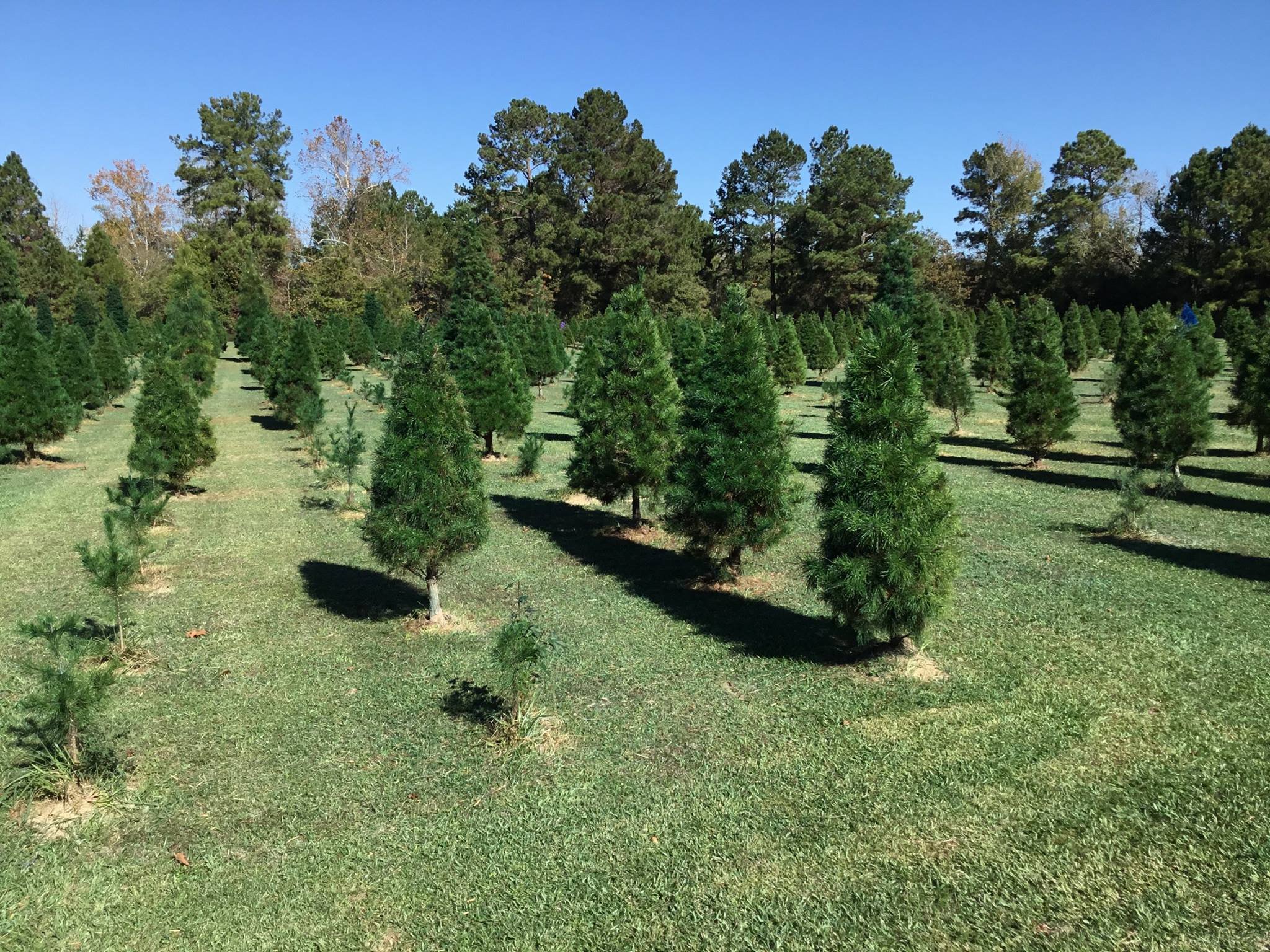 Spring TX Christmas Trees