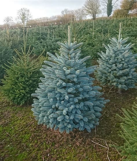 Blue Spruce Christmas Tree