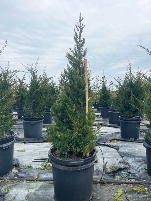 Eastern Red Cedar Emerald Sentinel Tree Care