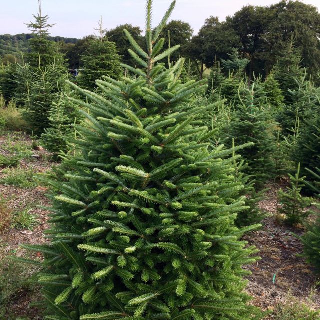 Fraser Fir Christmas Tree