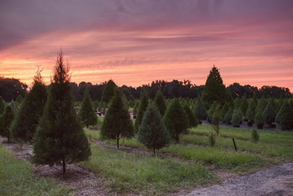 Christmas Tree Farm Florida