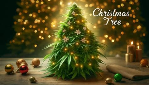 Christmas Tree Strain Review