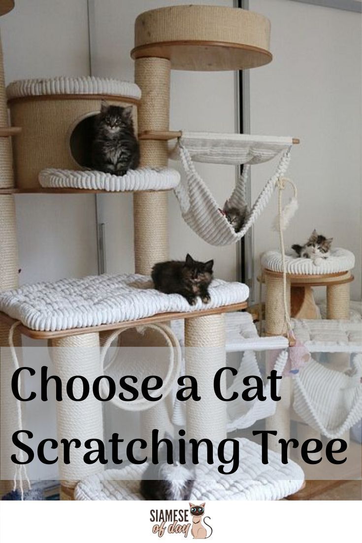 Cat scratching tree pictures