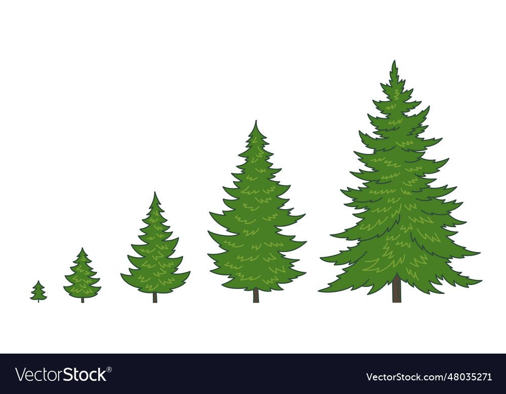 Christmas Tree Growth Stages