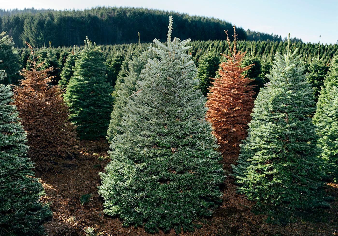 High Country Christmas Tree Farming