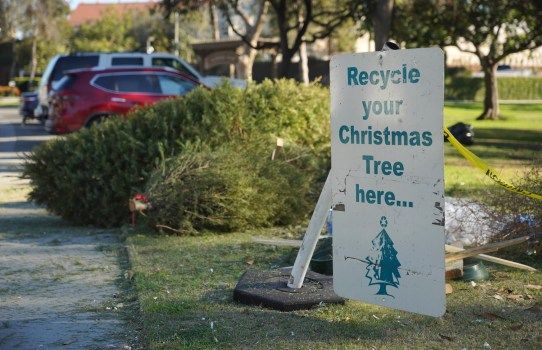 Long Beach Christmas Tree Recycling