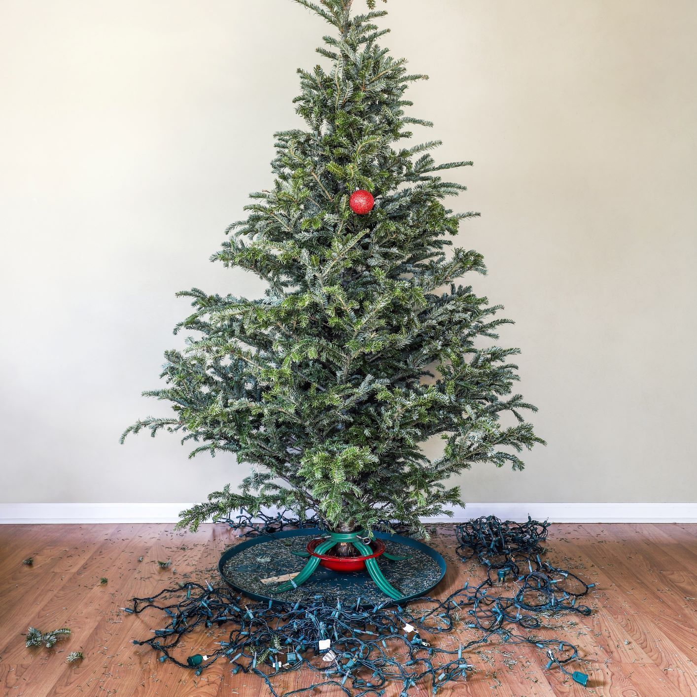 5 Easy Ways To Dispose Of Christmas Trees In Milwaukee