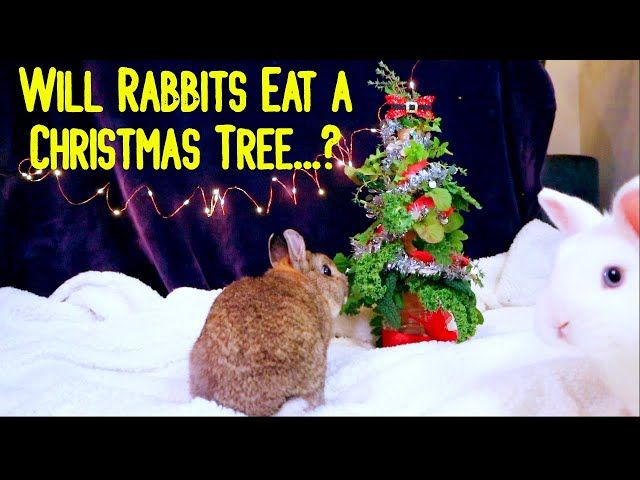 5 Risks Of Rabbits Eating Christmas Trees