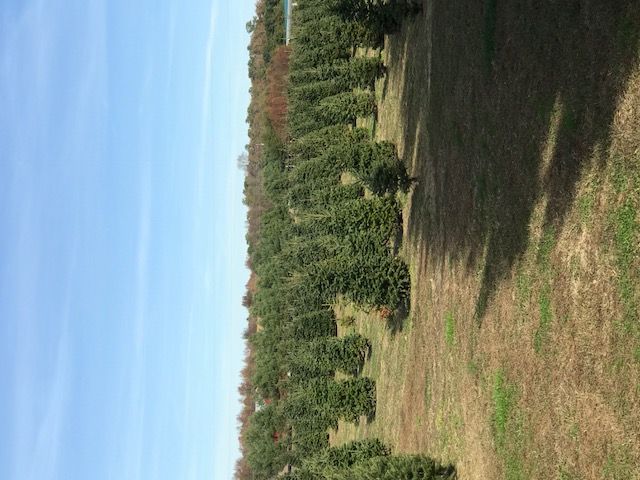 5 Tips For Choosing A Delaware Town Christmas Tree Farm