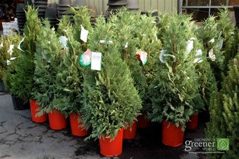 5 Tips For Live Christmas Trees In Red Deer