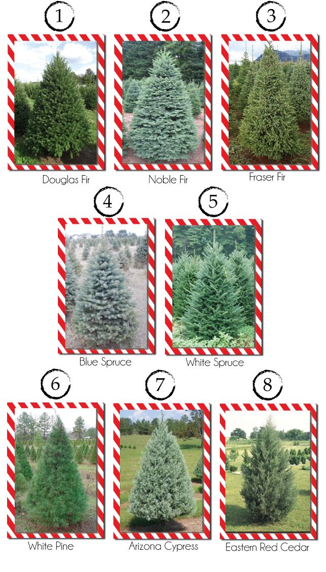 Christmas tree types different