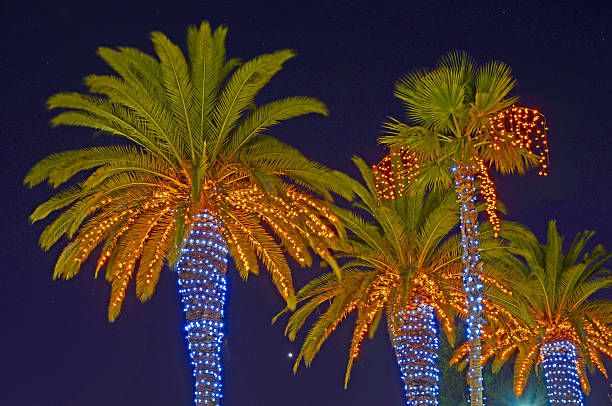 Christmas Palm Tree Images