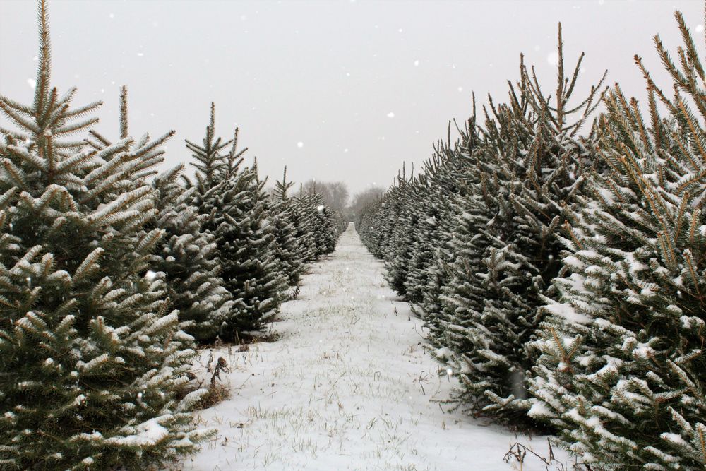 Christmas Tree Farm