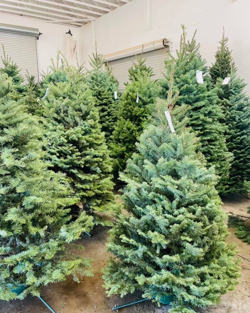 San Diego Christmas Tree Farm Ideas