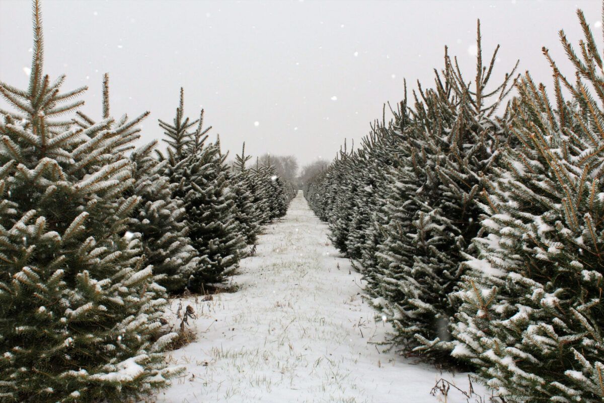 Christmas Tree Farm Pictures