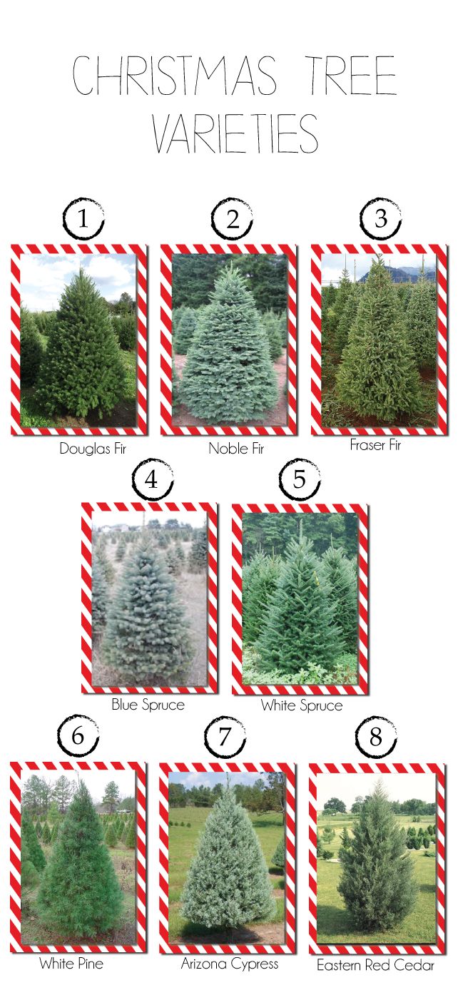 7 Ways To Choose Perfect Seasonal Llc Christmas Trees