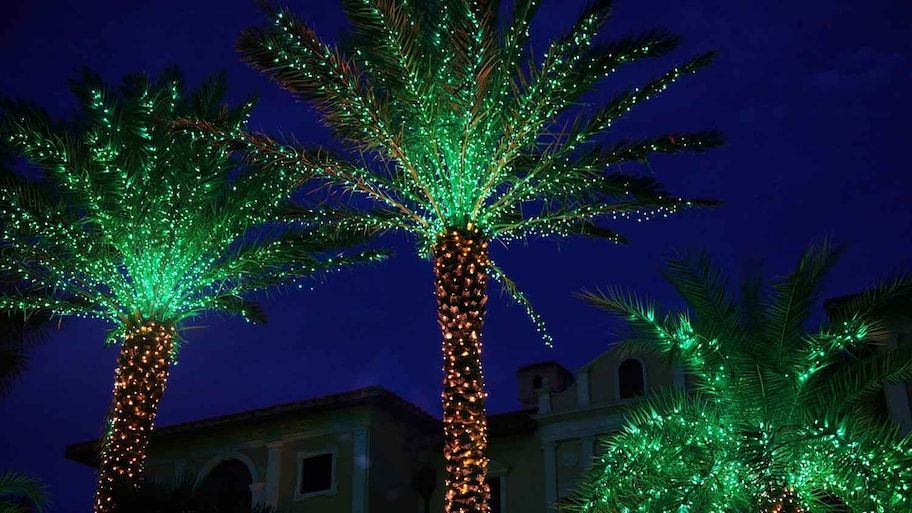 7 Ways To Decorate Palm Trees With Christmas Lights