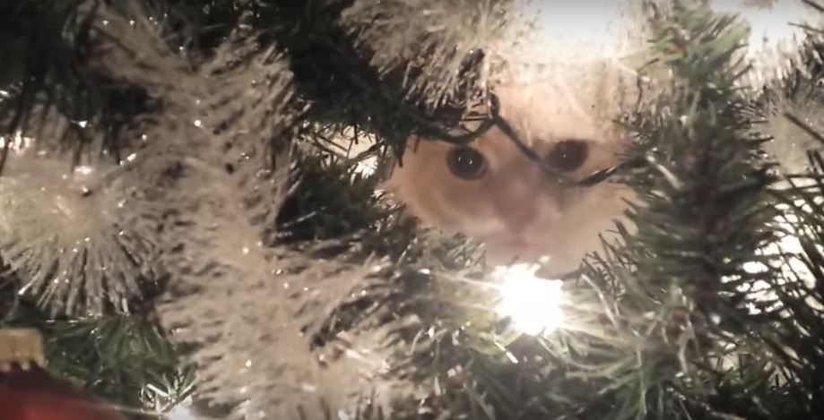 7 Ways To Rescue A Cat Stuck In A Christmas Tree