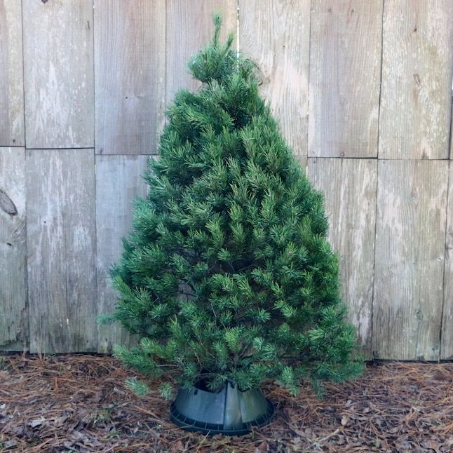 Scotch Pine Christmas Tree