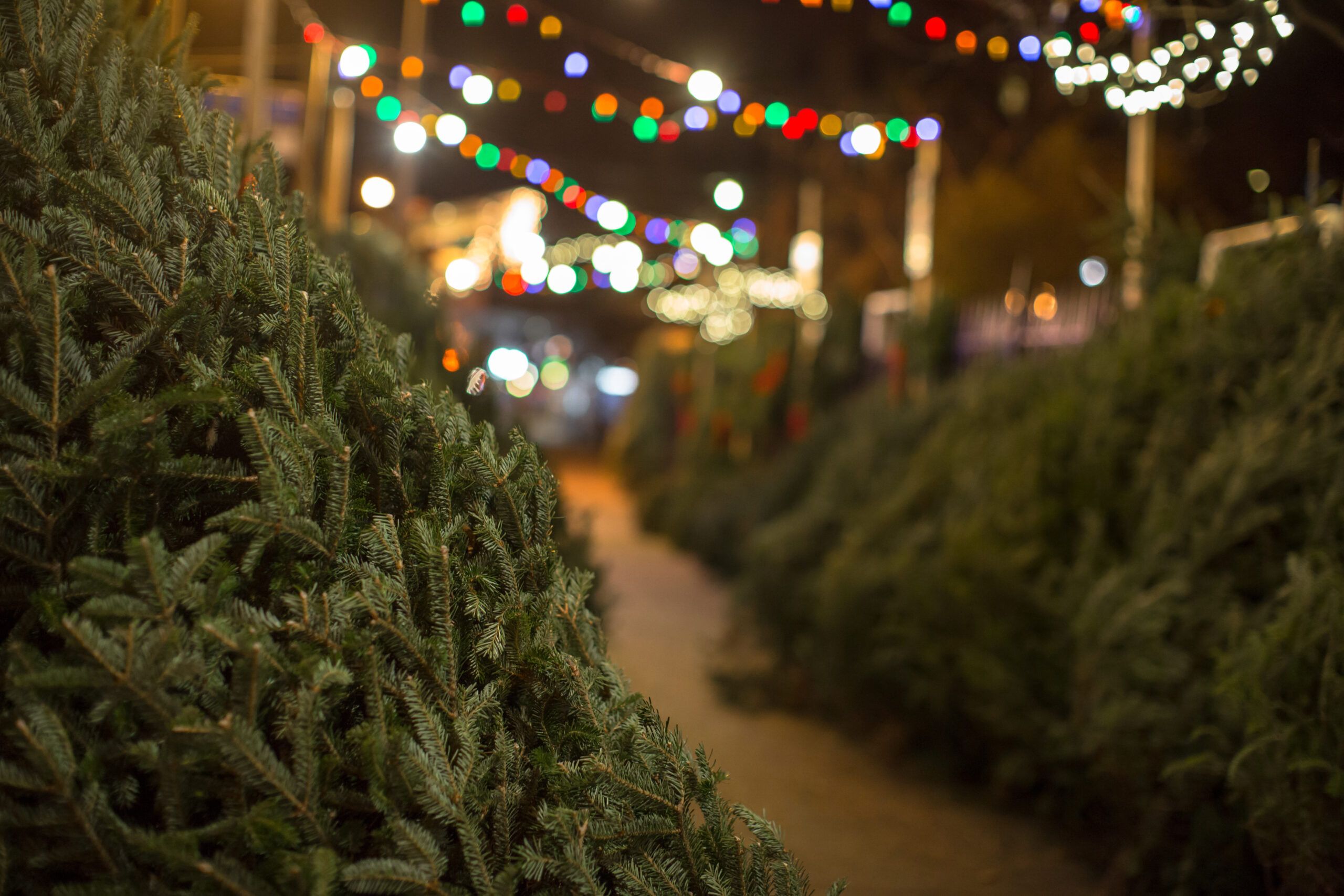 Best Christmas tree farm practices