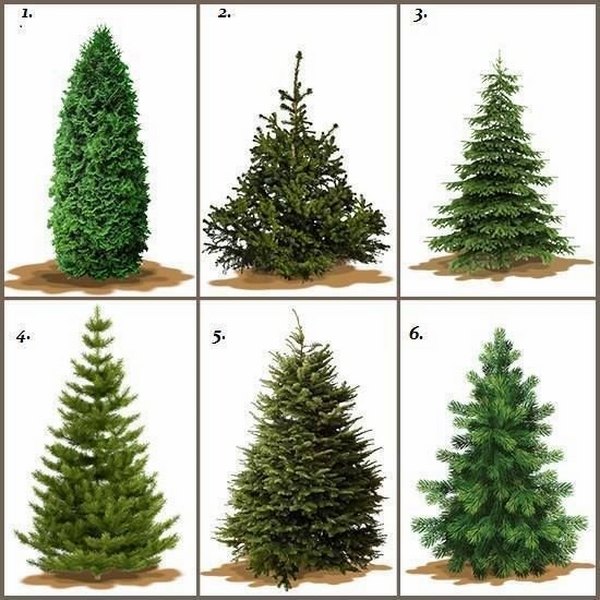 Best Christmas Tree Types