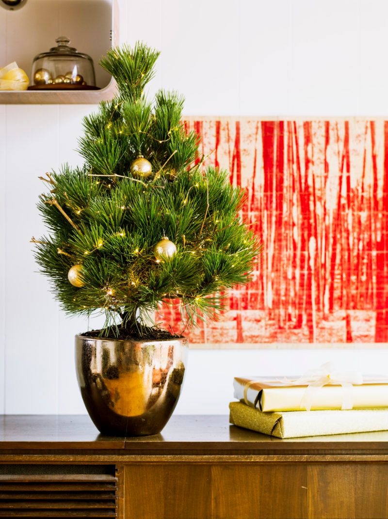 Best Live Christmas Tree for Indoor