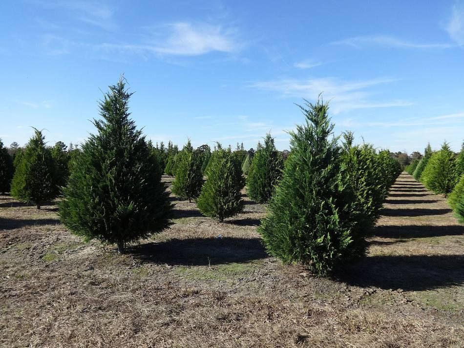 Christmas Tree Farms in Sonoma County