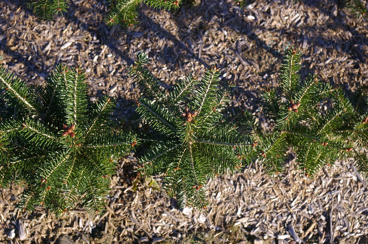 Christmas Tree Transplant Ideas