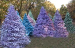 Green Acres Christmas Trees Ideas