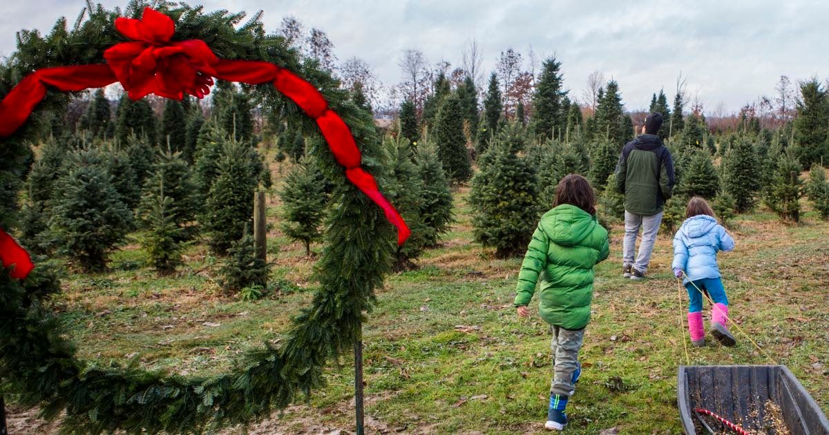 San Diego Christmas Tree Farm