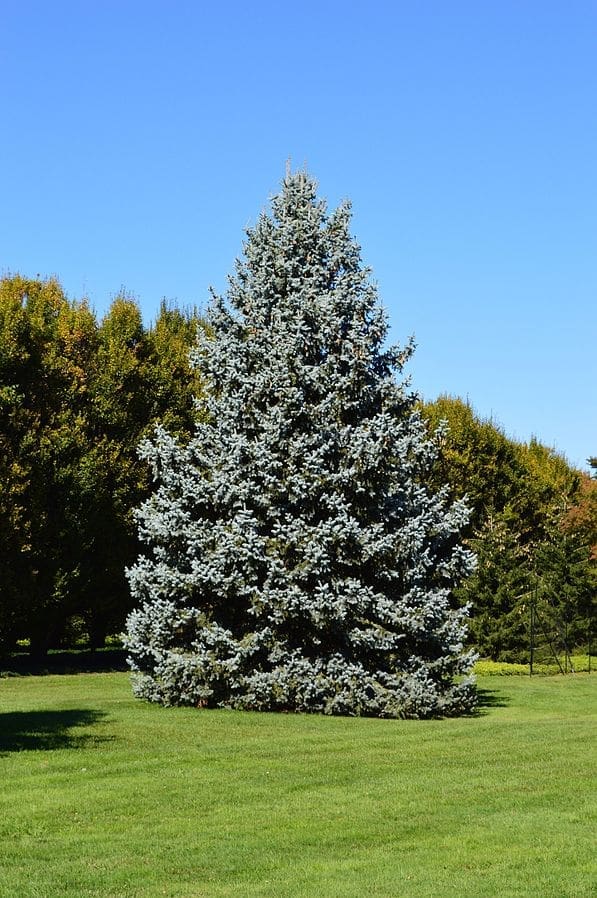 Blue Spruce Tree