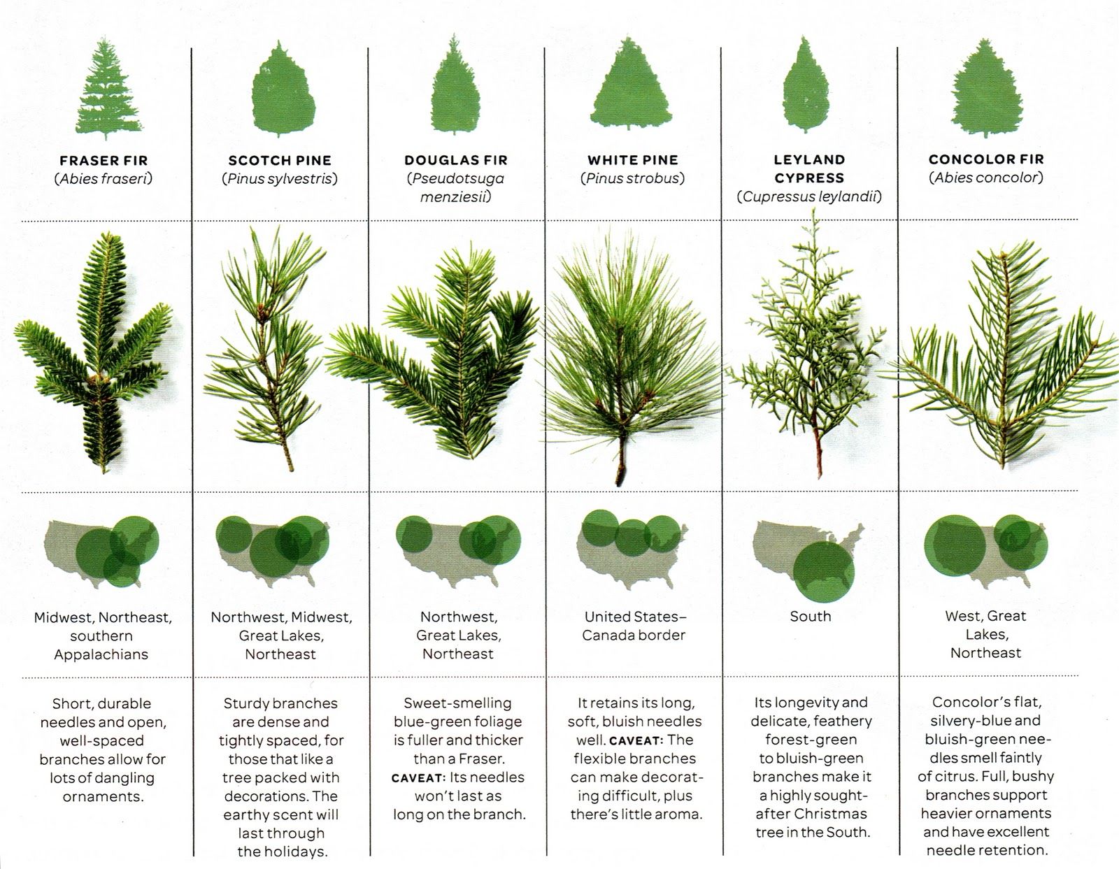 Christmas Tree Species