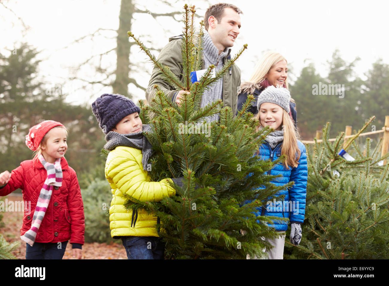 Choosing a fresh Christmas tree