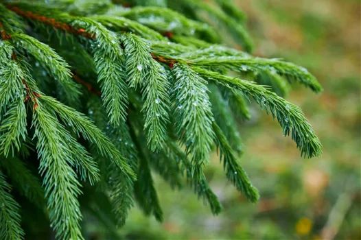 Maintaining humidity levels for your Christmas tree