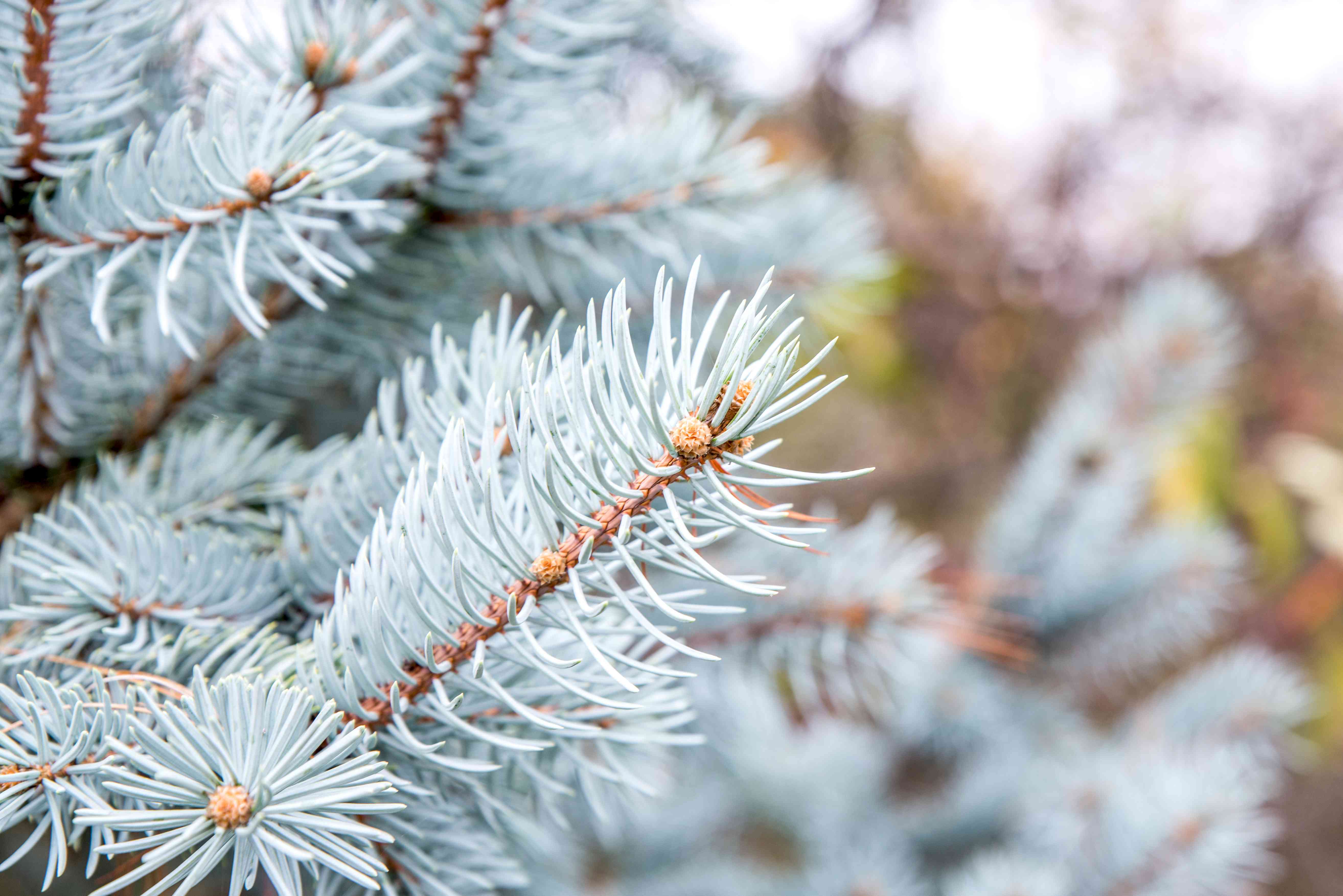 Colorado Blue Spruce Tree