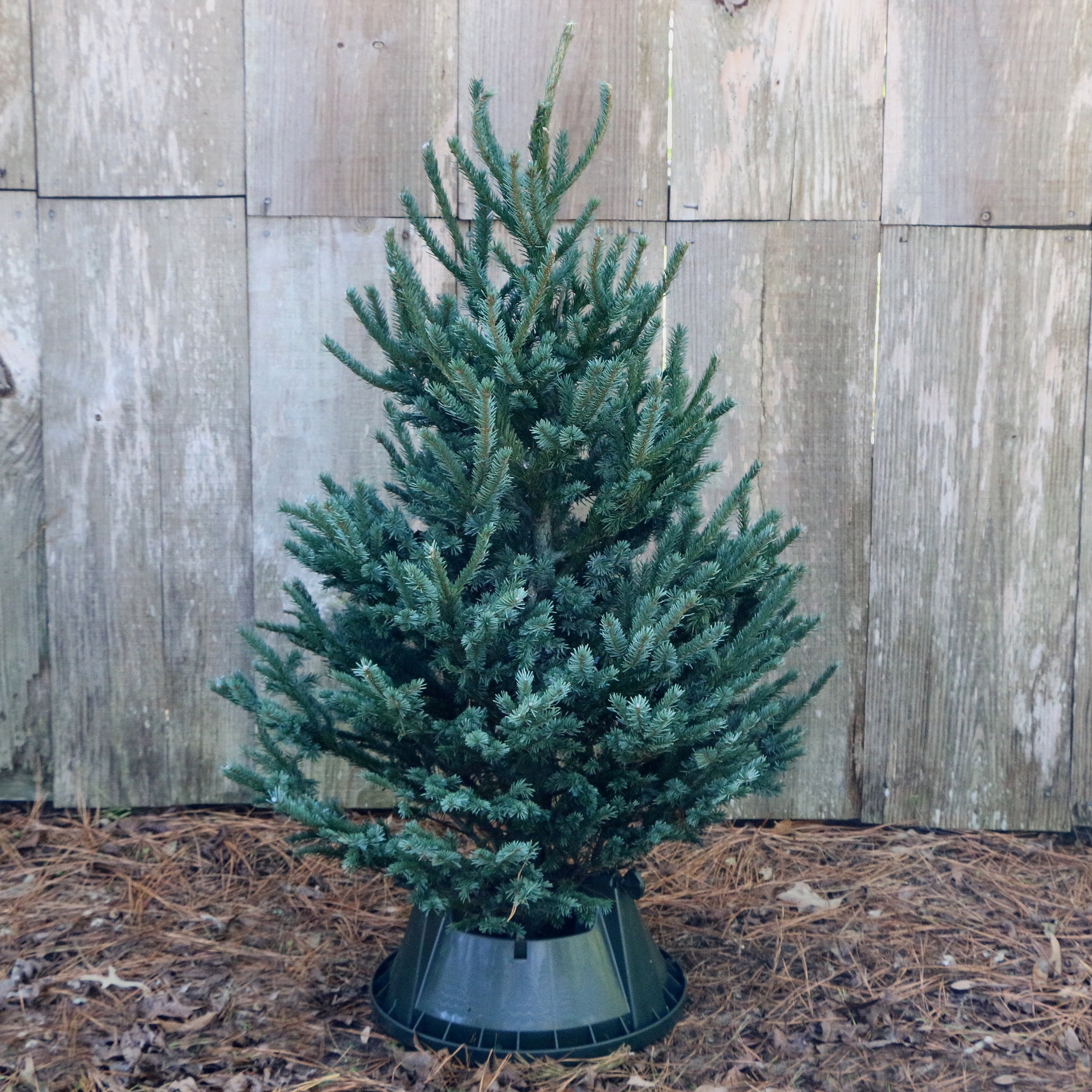 Douglas Fir Christmas tree