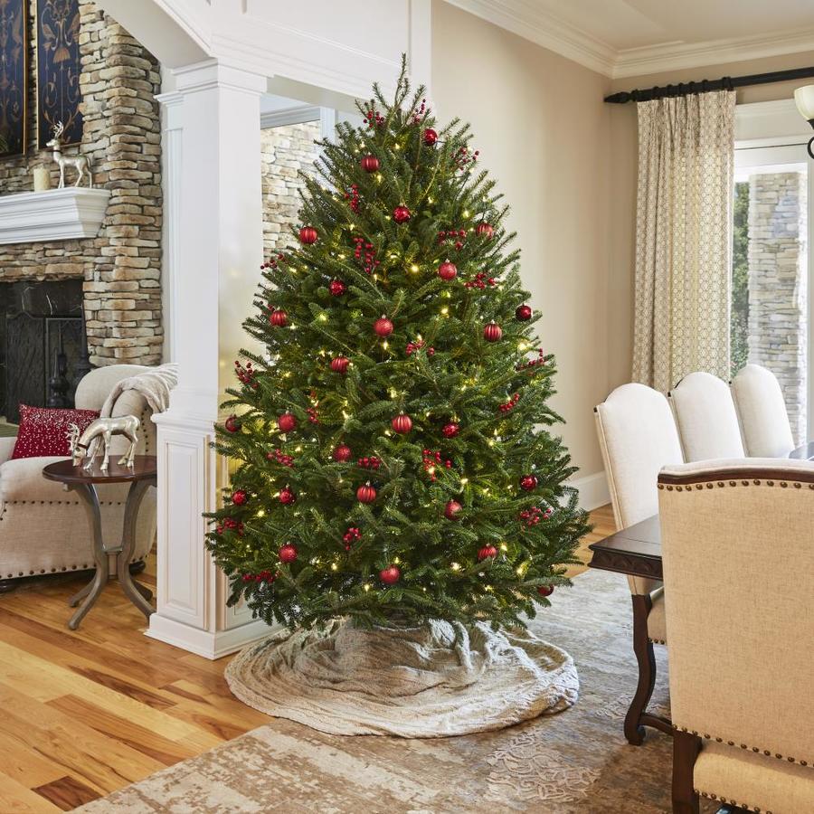 Fraser Fir Christmas tree