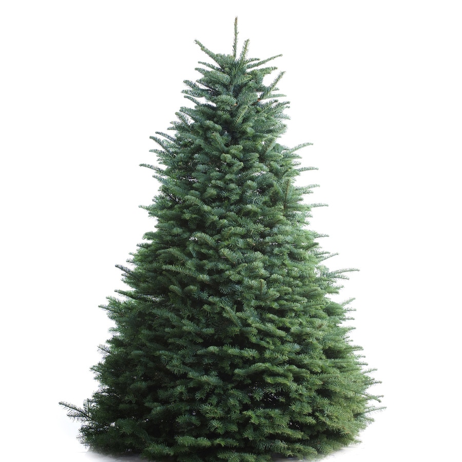 Noble Fir Christmas tree