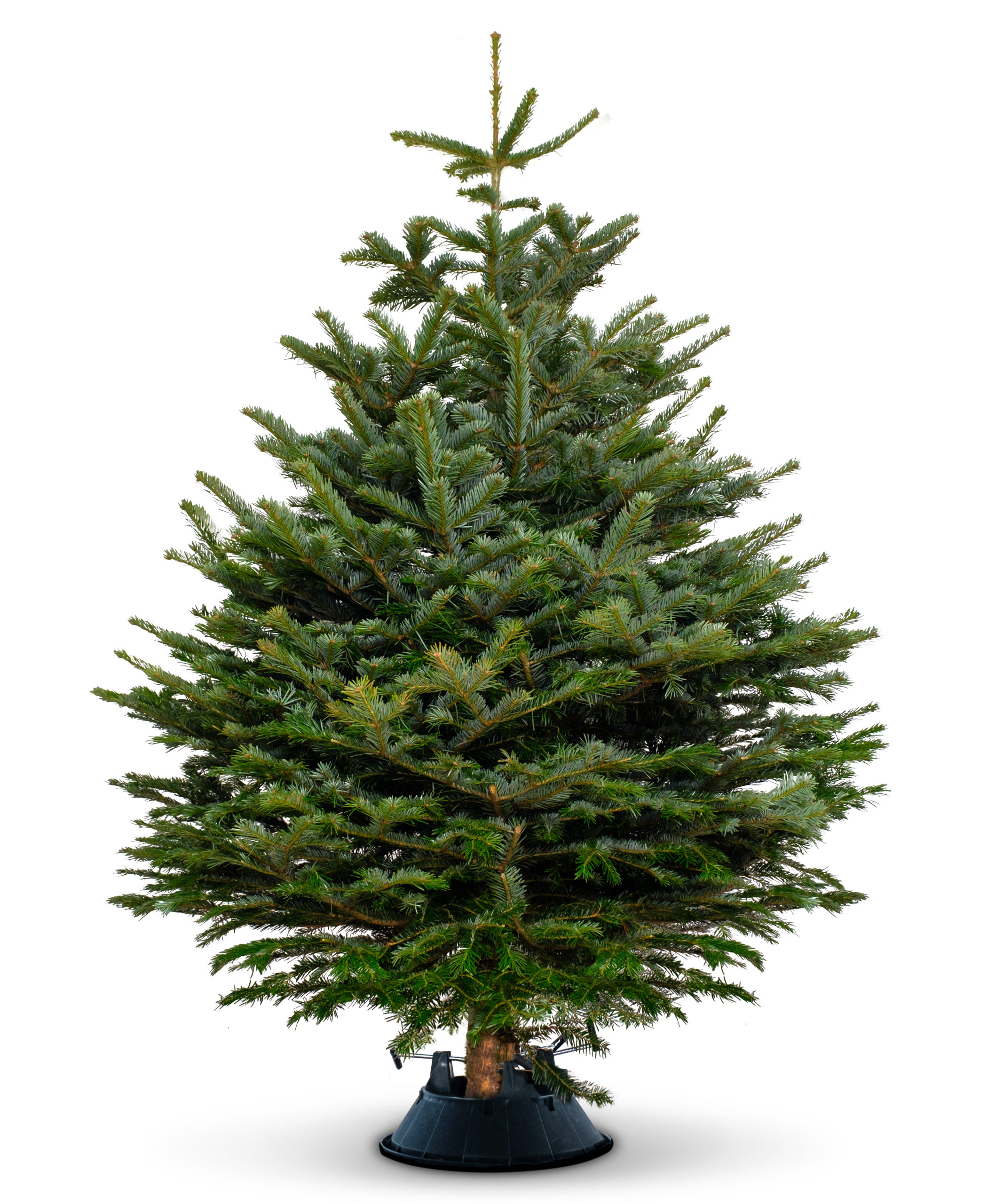 Nordmann Fir Tree