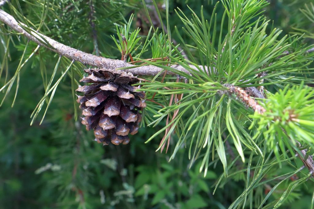 Virginia Pine Tree