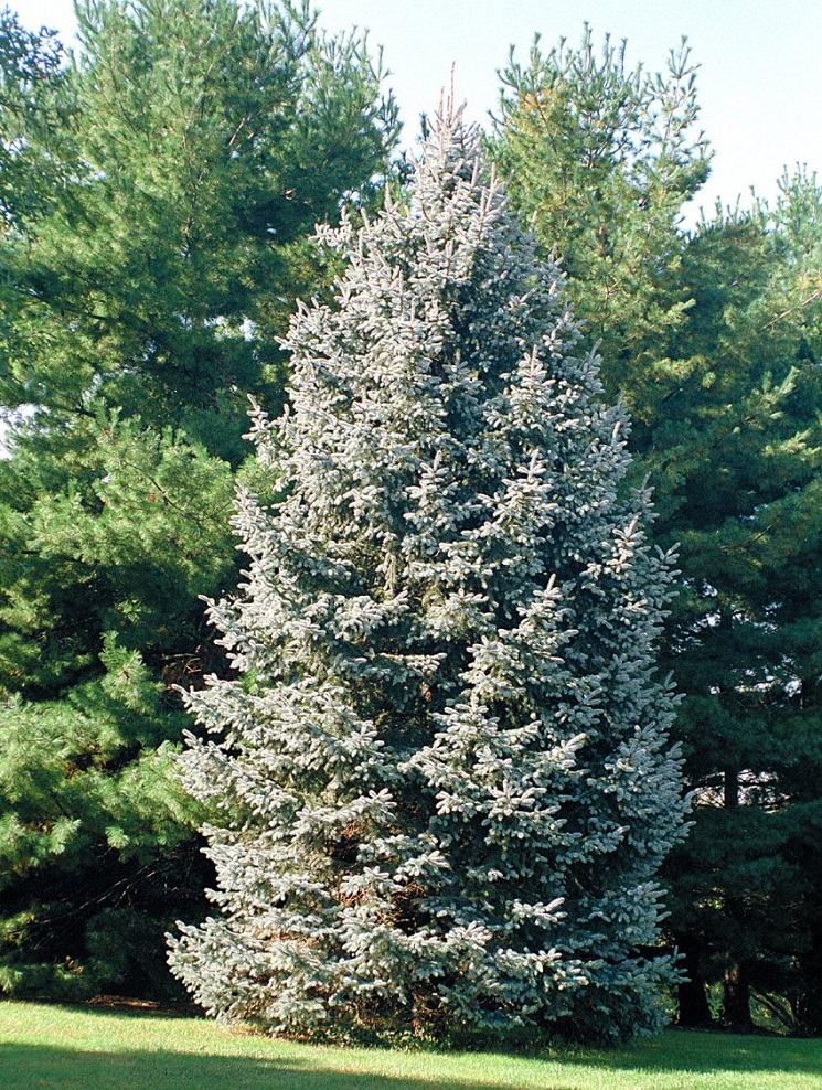 White Spruce Tree