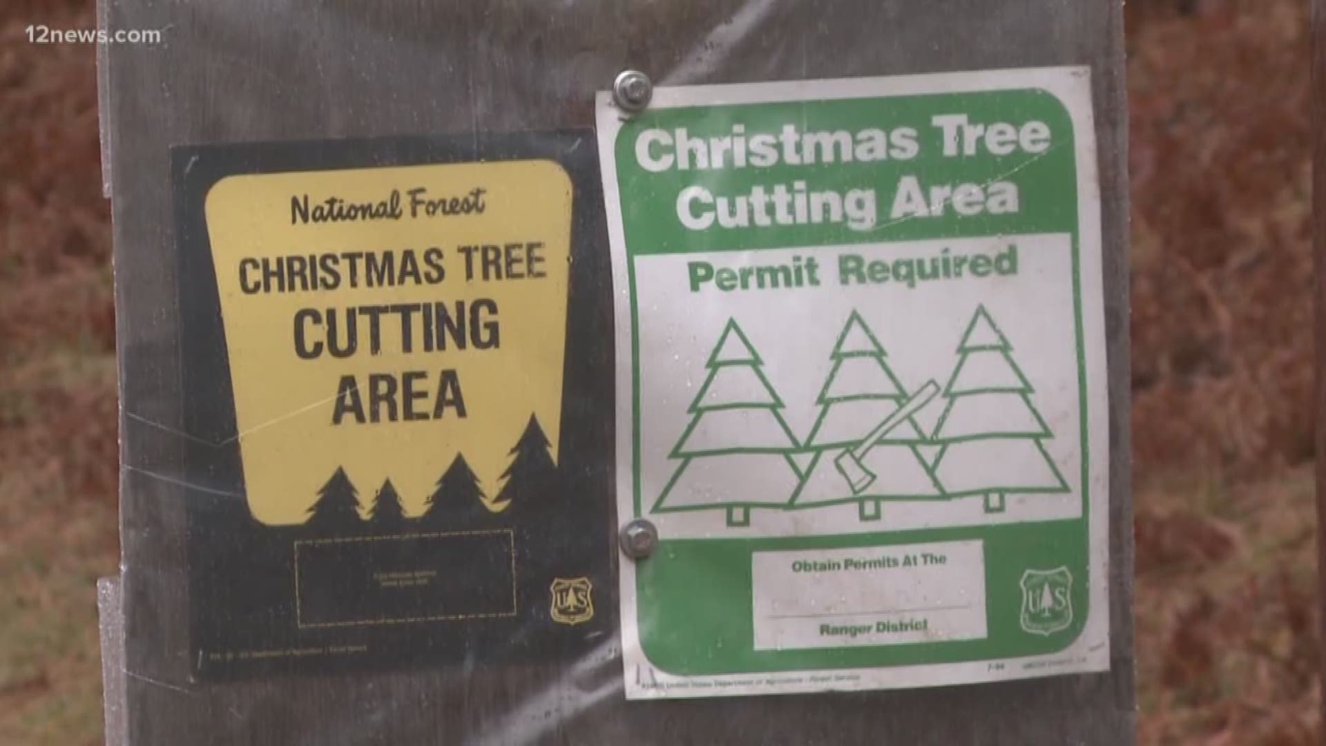 Arizona Christmas Tree Cutter