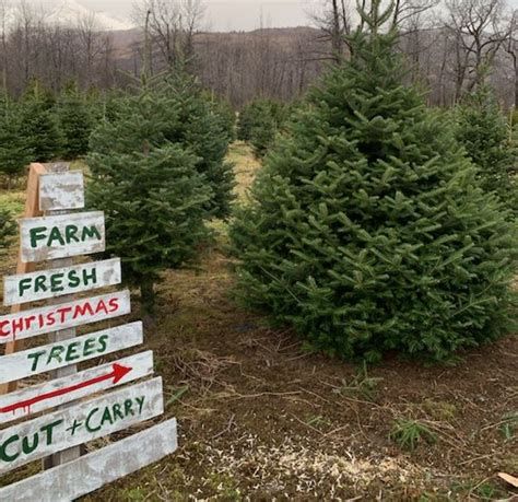 Aurora Christmas Tree Farm: Pick Your Perfect Tree